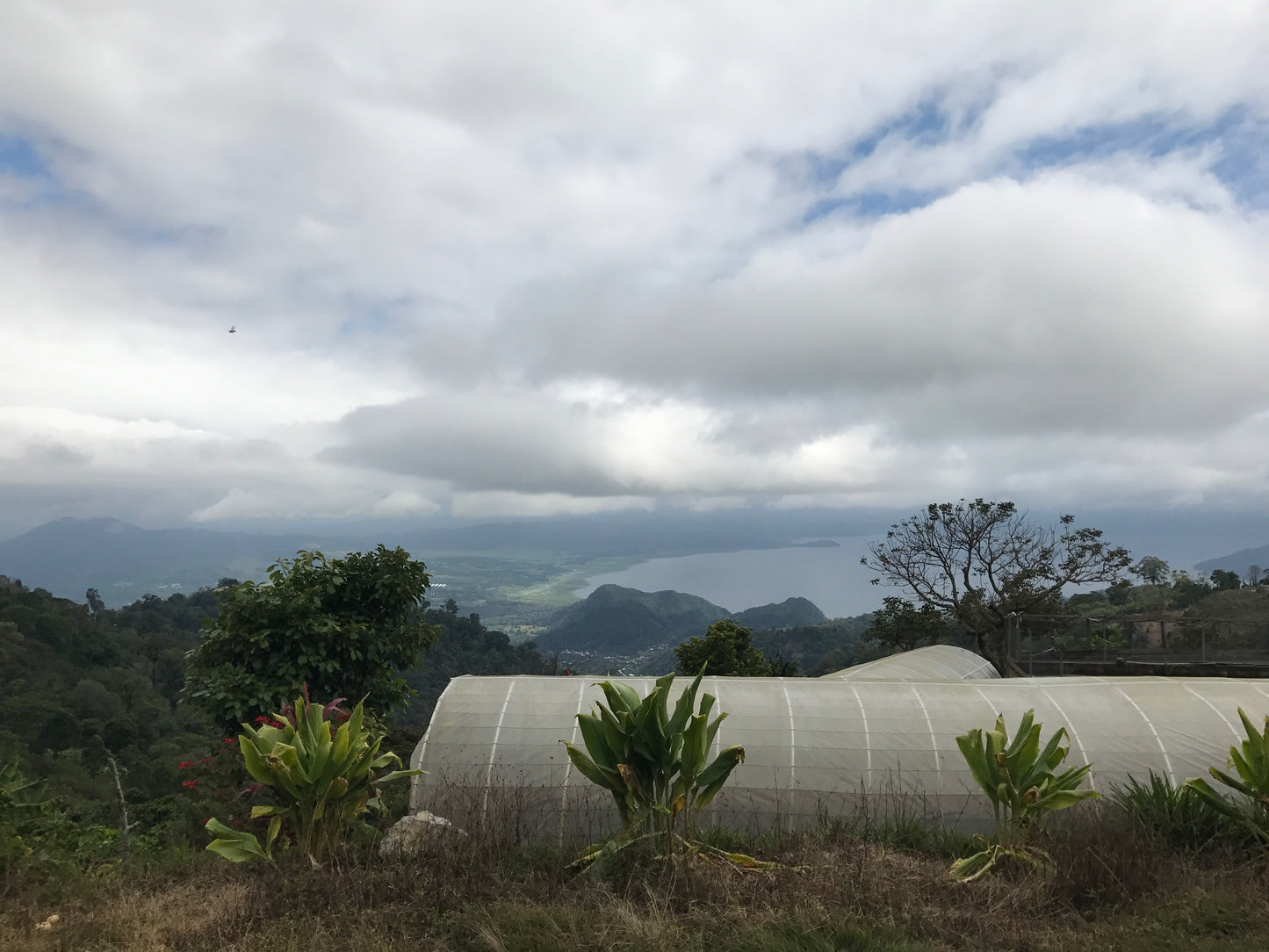 Decaf Honduras Copán SWP (MAR 26)
