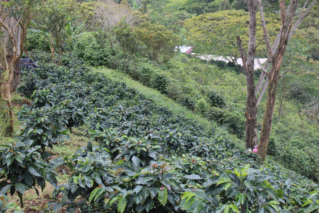 Colombia El Silencio Pink Bourbon (JAN 26)