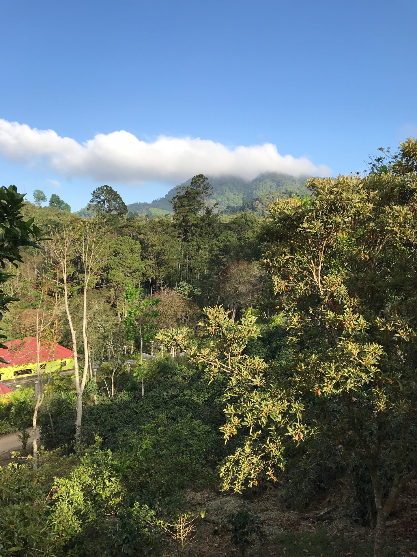 Decaf Honduras Copán SWP (MAR 26)