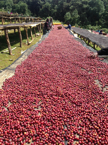 Ethiopia Anasora Site Natural (JUL 26)