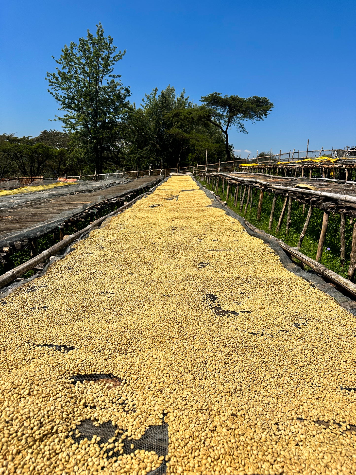 Ethiopia Limmu Kossa (JUN 26)