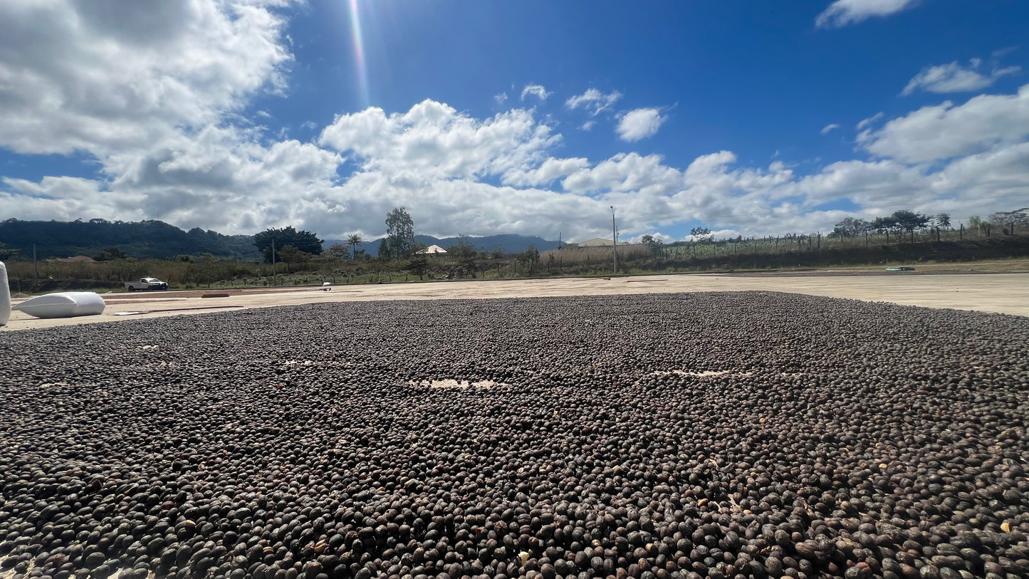 Decaf Honduras Copán SWP (MAR 26)