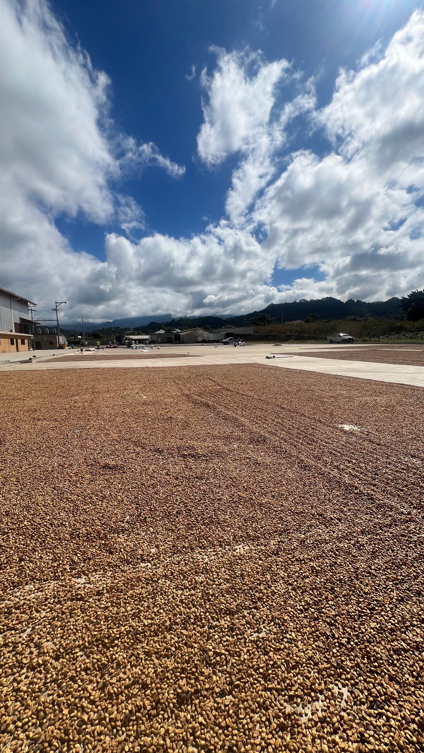 Decaf Honduras Copán SWP (MAR 26)