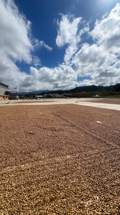 Decaf Honduras Copán SWP (MAR 26)