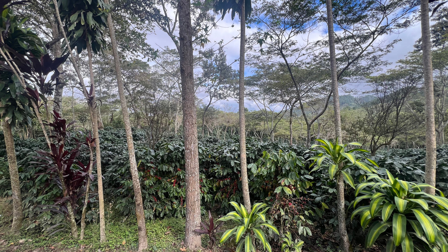 Decaf Honduras Copán SWP (MAR 26)