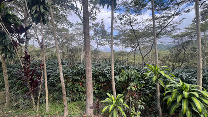 Decaf Honduras Copán SWP (MAR 26)