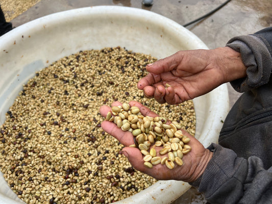 Decaf Mexico Sierra Azul (JUL 26)