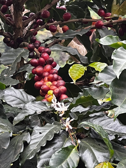 Decaf Mexico Sierra Azul