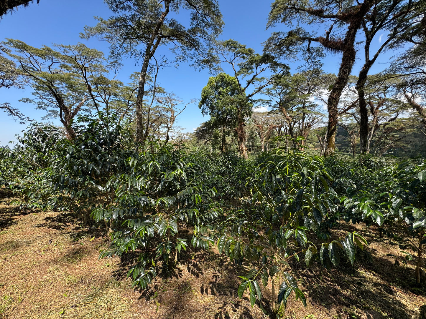 Ethiopia Limmu Kossa (JUN 26)