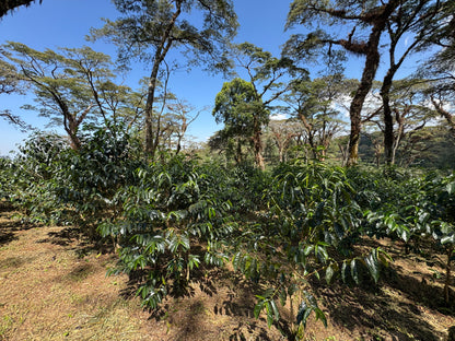 Ethiopia Limmu Kossa (JUN 26)
