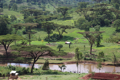 Ethiopia Anasora Site Natural (JUL 26)