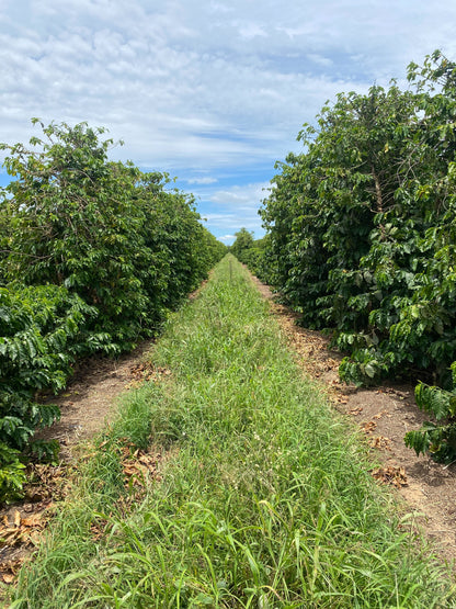 Brazil Parceiros do Cafe (AUG 25)