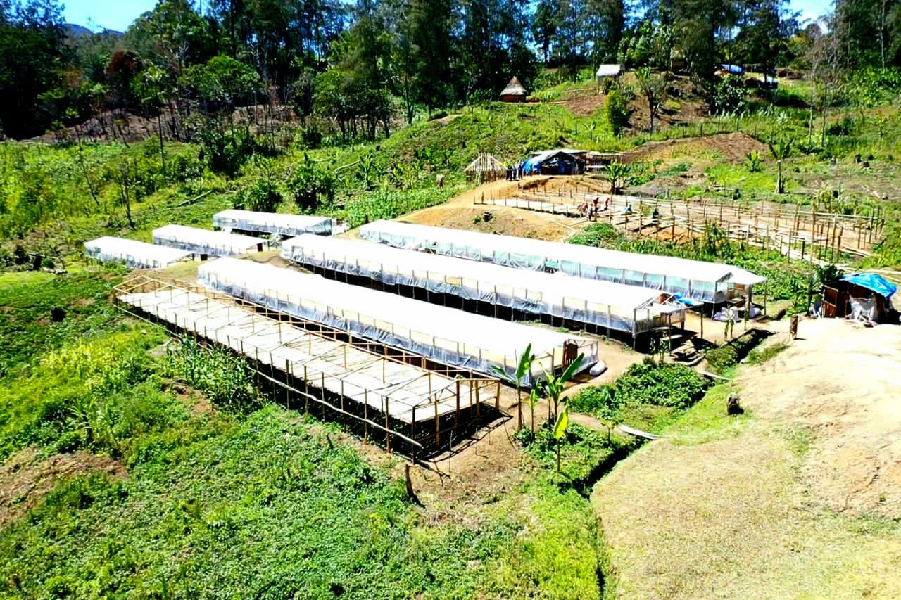 Papua New Guinea Kinmuga PB (DEC 25)