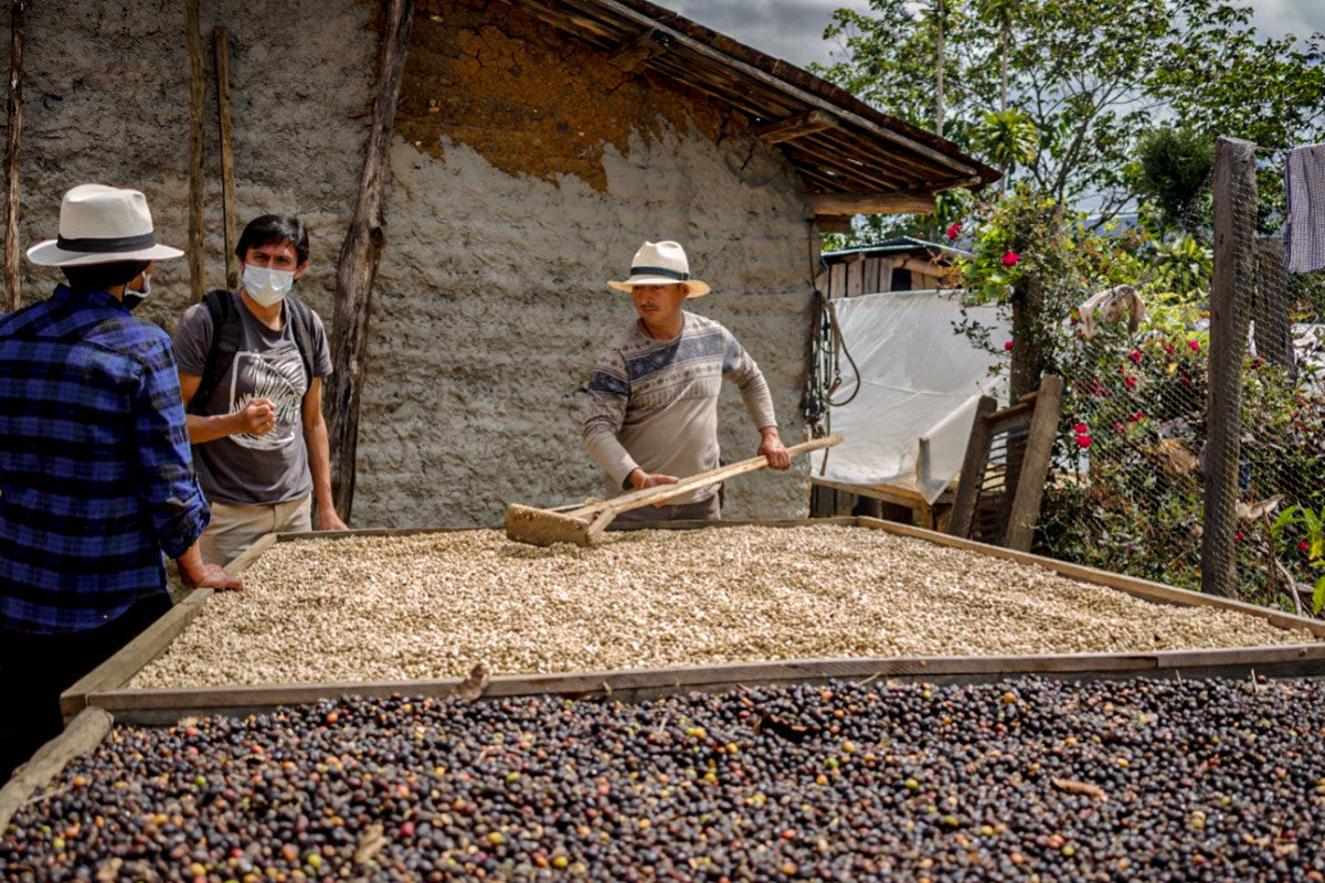 Ecuador El Sauce (JAN 26)