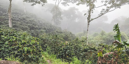 Nicaragua Los Ocotes (JUN 26)