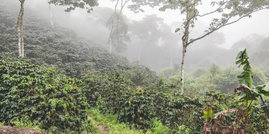 Nicaragua Los Ocotes (JUN 26)