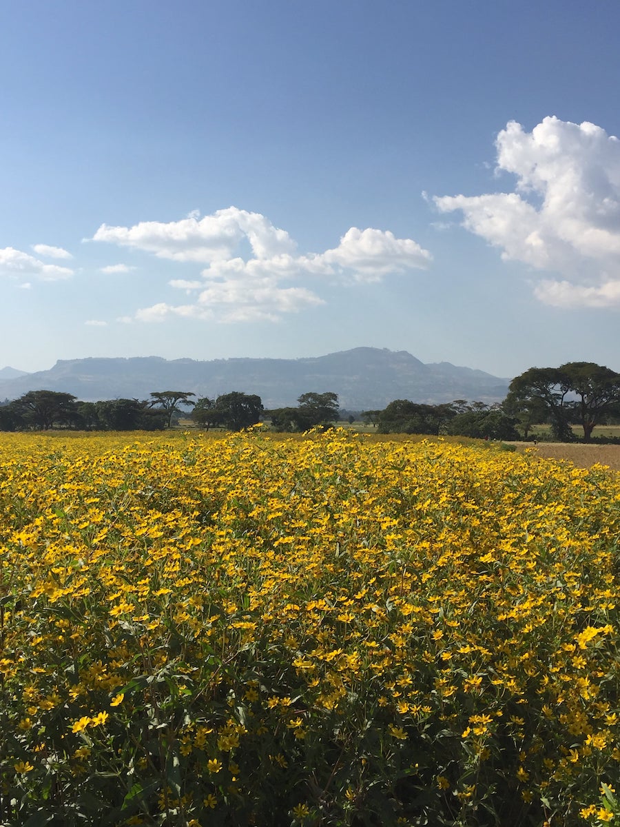 Ethiopia Misty Valley Natural (JAN 26)