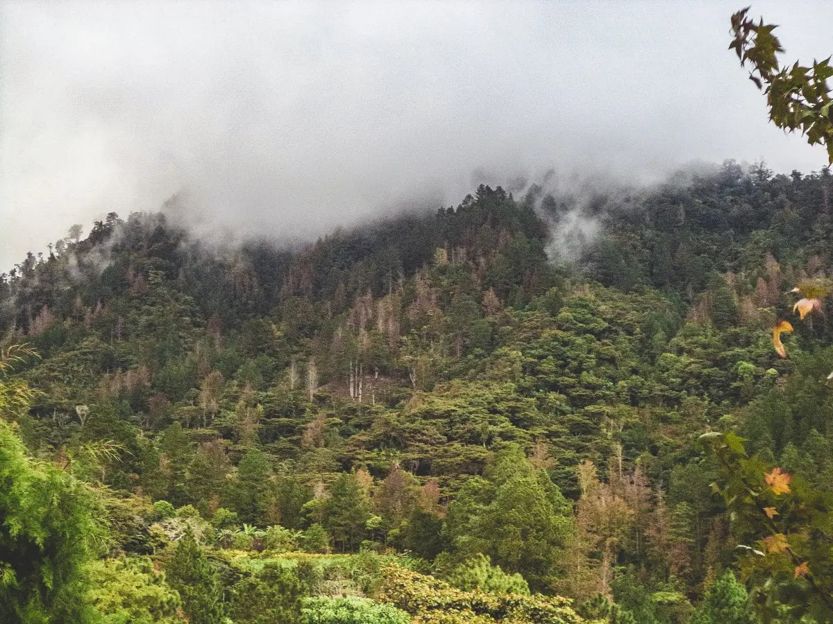 Nicaragua Los Ocotes (JUN 26)