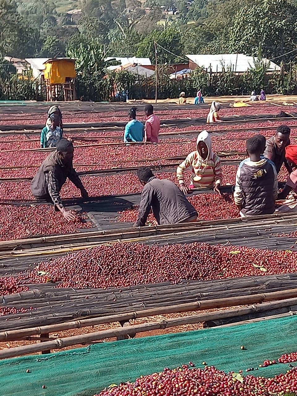 Ethiopia Oromia Union Washed (JAN 26)