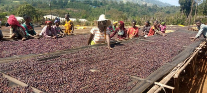 Ethiopia Oromia Union Washed (JAN 26)