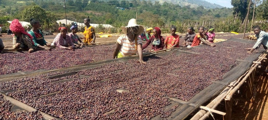 Ethiopia Oromia Union Washed (JAN 26)