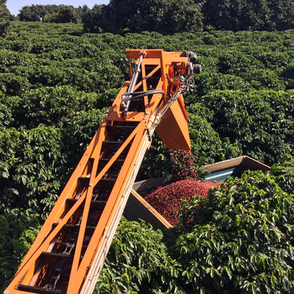 ブラジル産生豆、No. 2 ヴェレーダ、ナチュラル（焙煎プロファイル4種類付き）