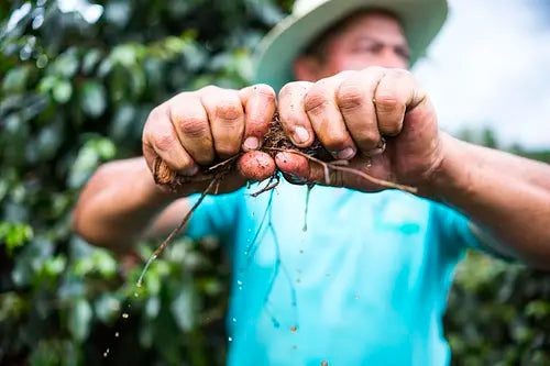 Honduras COMSA Natural