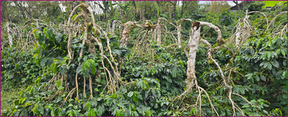 Sumatra Bahtera Wet Hulled (MAY 26)