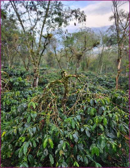 Sumatra Bahtera Wet Hulled (MAY 26)