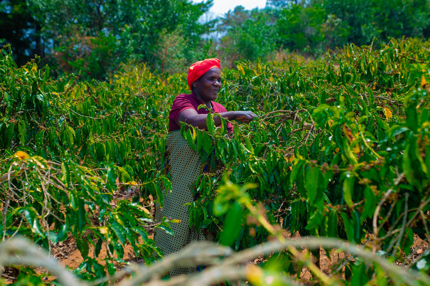 Tanzania Usawa Kahawa AA (APR 26)