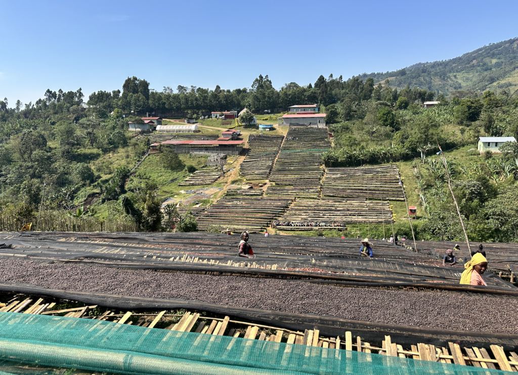 Shanta Golba Natural (OCT 24)