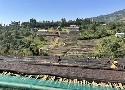 Shanta Golba Natural (OCT 24)