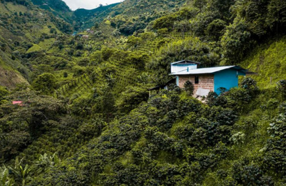 Decaf Colombia Tolima EA
