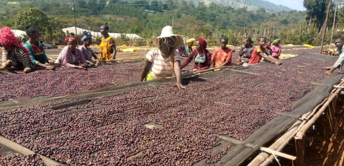Ethiopia Oromia Union Washed