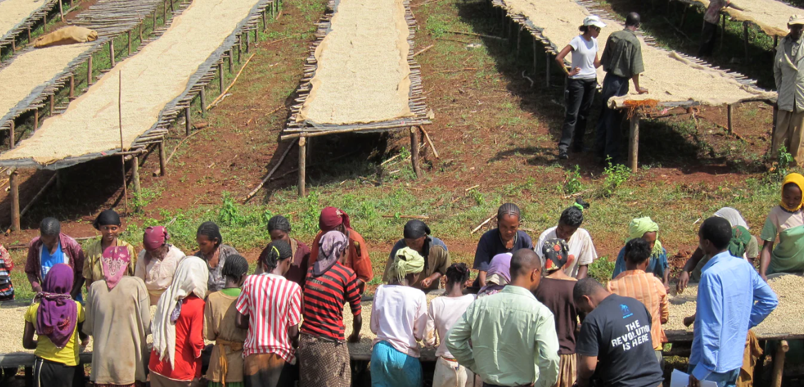 Ethiopia Oromia Union Washed