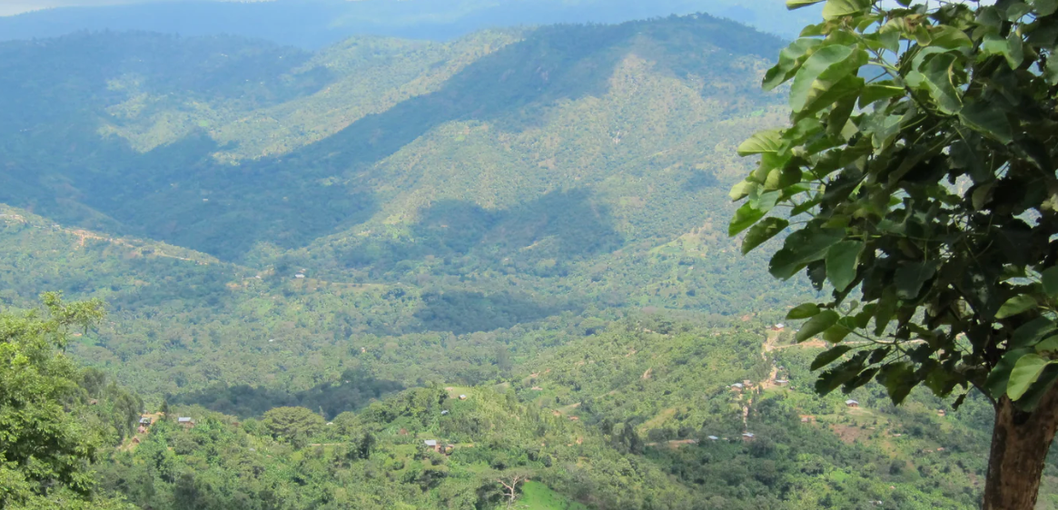 Ethiopia Oromia Union Washed