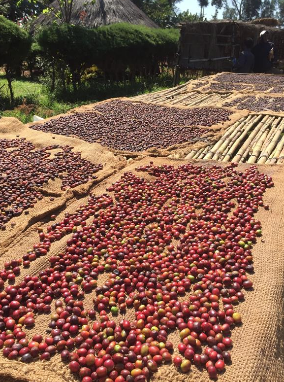 Ethiopia Misty Valley Natural
