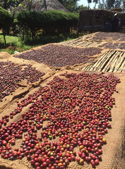 Ethiopia Misty Valley Natural