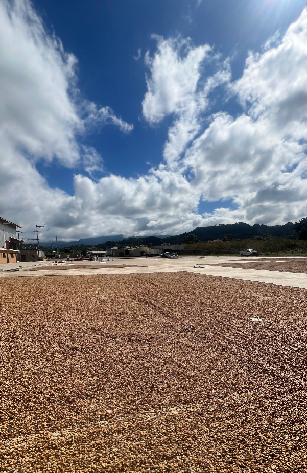 Decaf Honduras Copán SWP