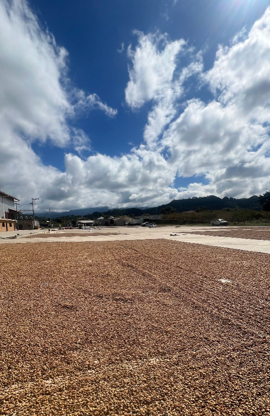 Decaf Honduras Copán SWP