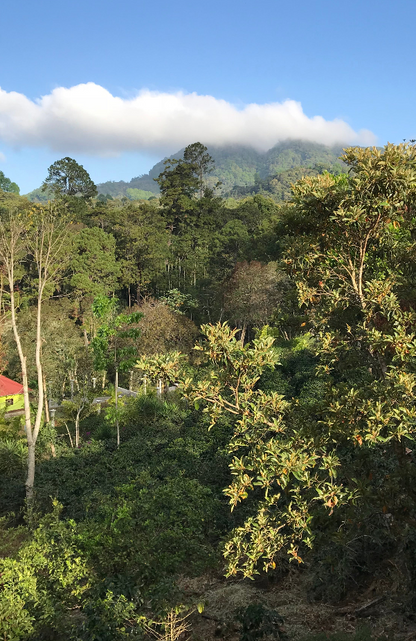Decaf Honduras Copán SWP