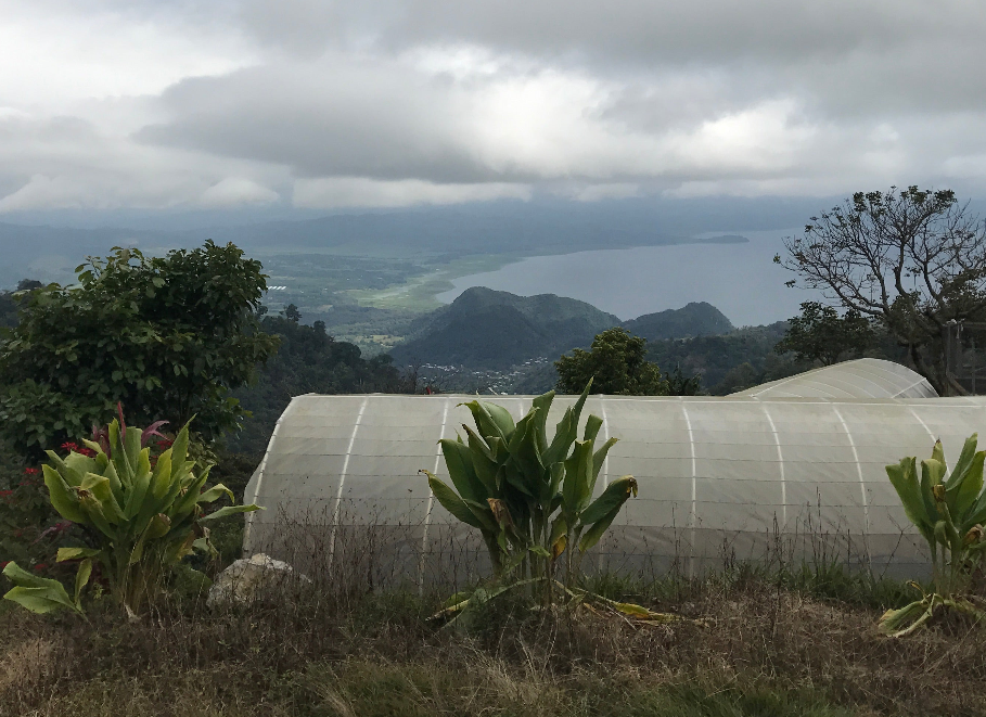 Decaf Honduras Copán SWP