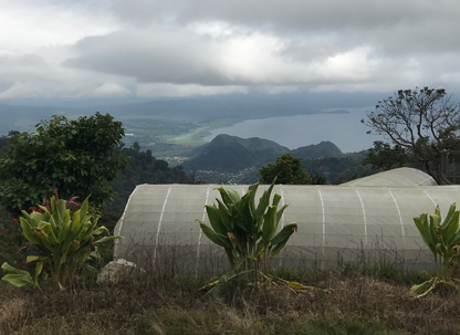 Decaf Honduras Copán SWP