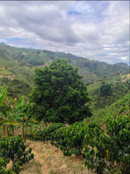 Colombia La Candelaria Natural