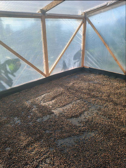 Colombia La Candelaria Natural (JUN 26)