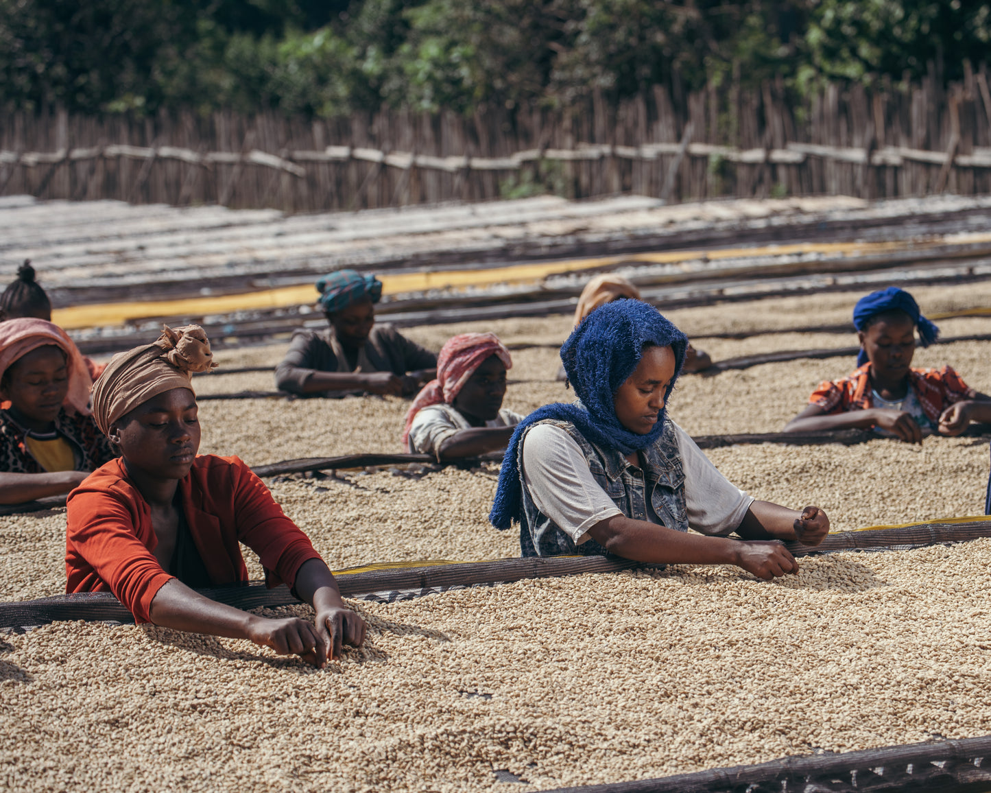 Ethiopia Ayla Shantawene Washed (JUL 26)