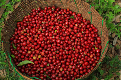 Ethiopia Konga Amederaro Natural