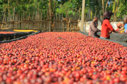 Ethiopia Konga Amederaro Natural