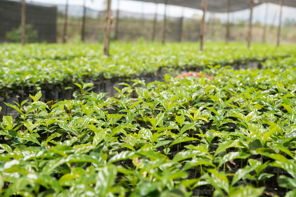 Sumatra Buana Mandiri (NOV 25)