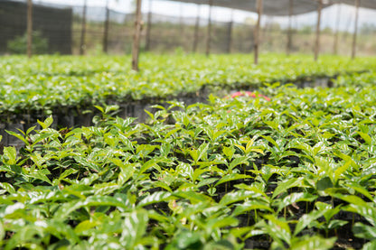 Sumatra Buana Mandiri (NOV 25)